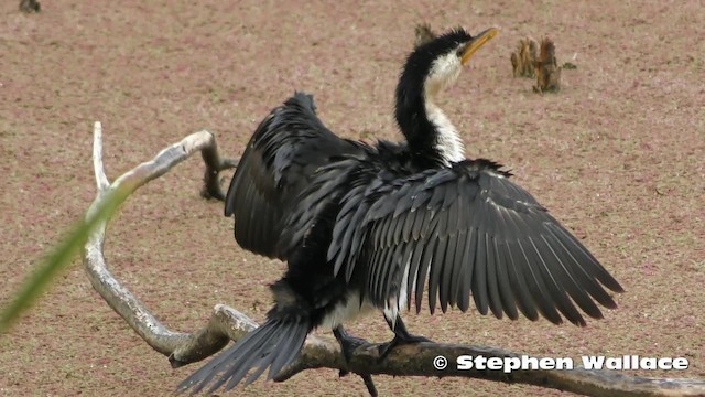 Little Pied Cormorant - ML201623811