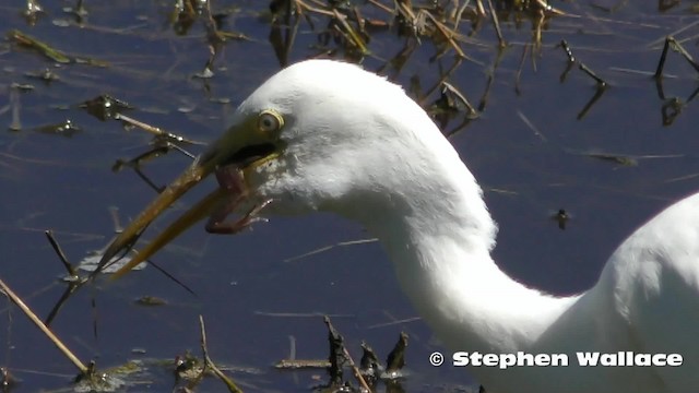 Plumed Egret - ML201623841