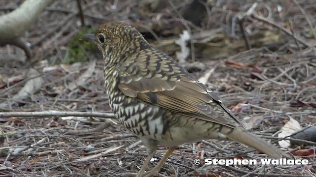 Bassian Thrush - ML201623861