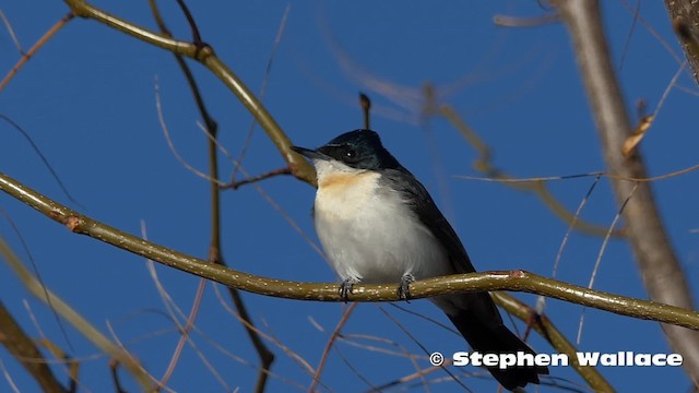 Restless Flycatcher - ML201623871