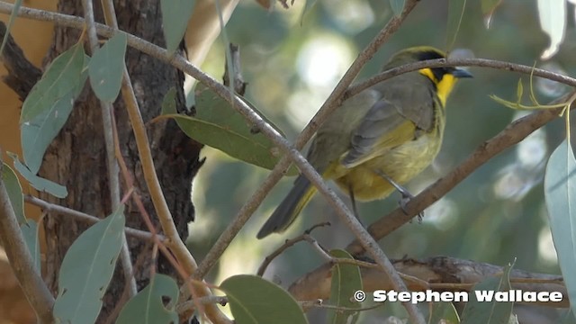 gulduskhonningeter (melanops/meltoni) - ML201623891