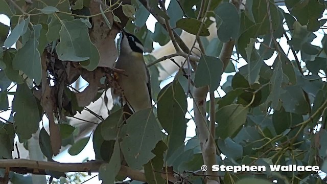 Méliphage à menton noir (gularis) - ML201623901