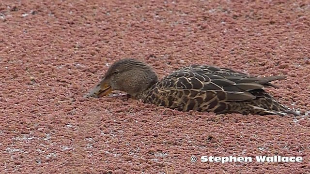 Australasian Shoveler - ML201623921