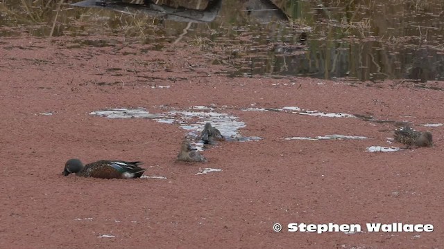 ミカヅキハシビロガモ - ML201623931