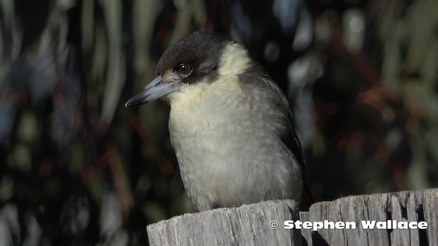 Gray Butcherbird - ML201623941