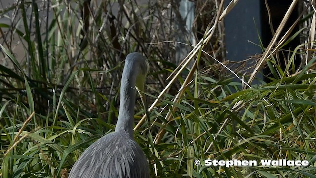 White-faced Heron - ML201623961