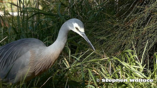 White-faced Heron - ML201623971