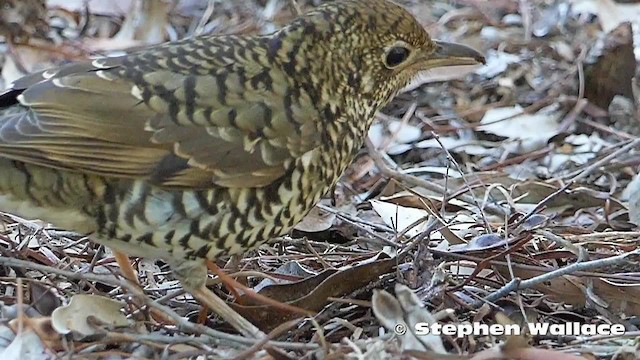 Bassian Thrush - ML201623981