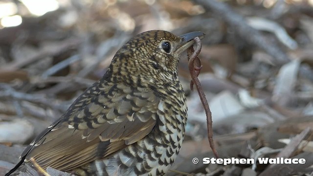 Bassian Thrush - ML201623991