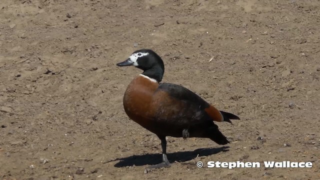 Australian Shelduck - ML201624021