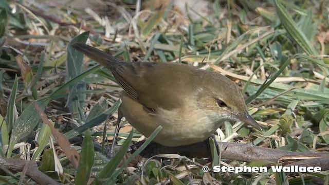 Australian Reed Warbler - ML201624051