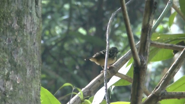 Spot-backed Antbird - ML201624091