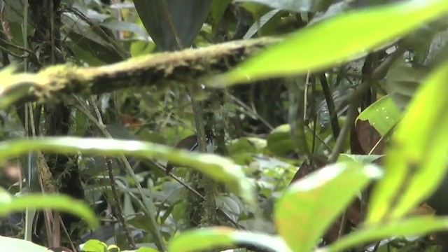 White-cheeked Antbird - ML201624101