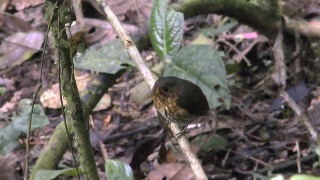 Ochre-breasted Antpitta - ML201624111