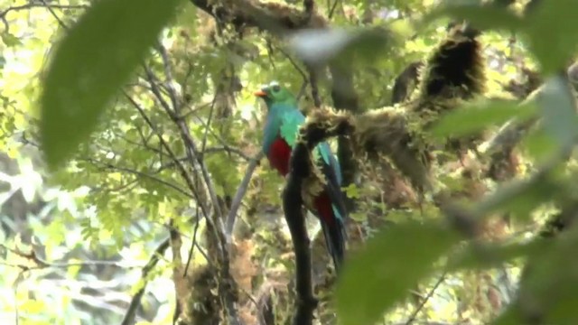 Golden-headed Quetzal - ML201624131