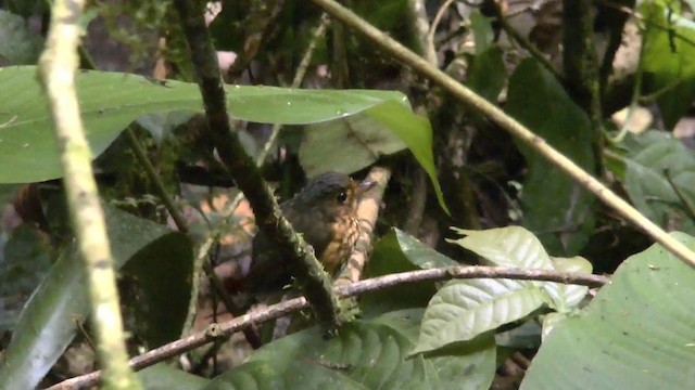 Ochre-breasted Antpitta - ML201624191