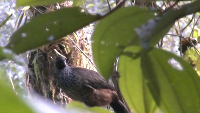 Andean Guan - ML201624221