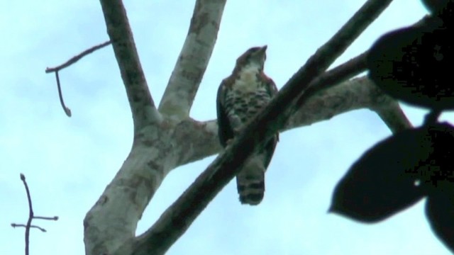 Águila Galana - ML201624241