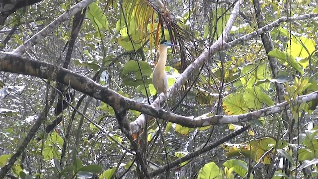 Capped Heron - ML201624251