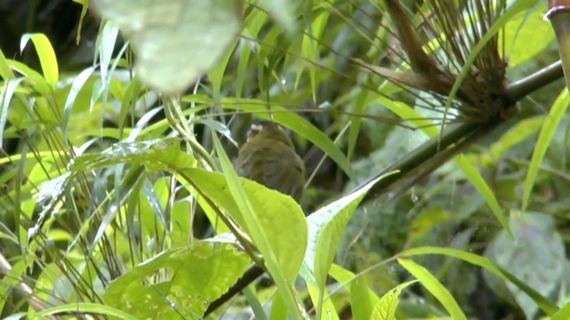 Black-capped Hemispingus (Black-capped) - ML201624281