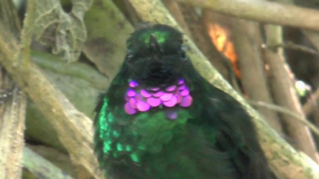 kolibřík turmalinový - ML201624321