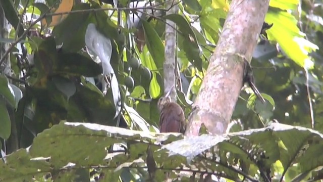 Buff-throated Woodcreeper (Lafresnaye's) - ML201624351