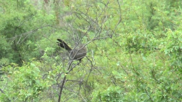 Pere David's Laughingthrush - ML201624411