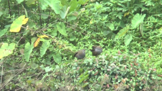 Brown Crake - ML201624431