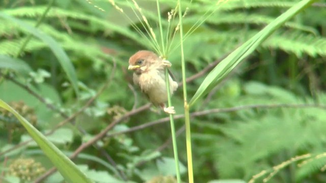 Vinous-throated Parrotbill - ML201624481