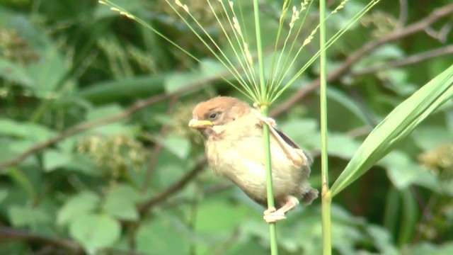 Vinous-throated Parrotbill - ML201624491