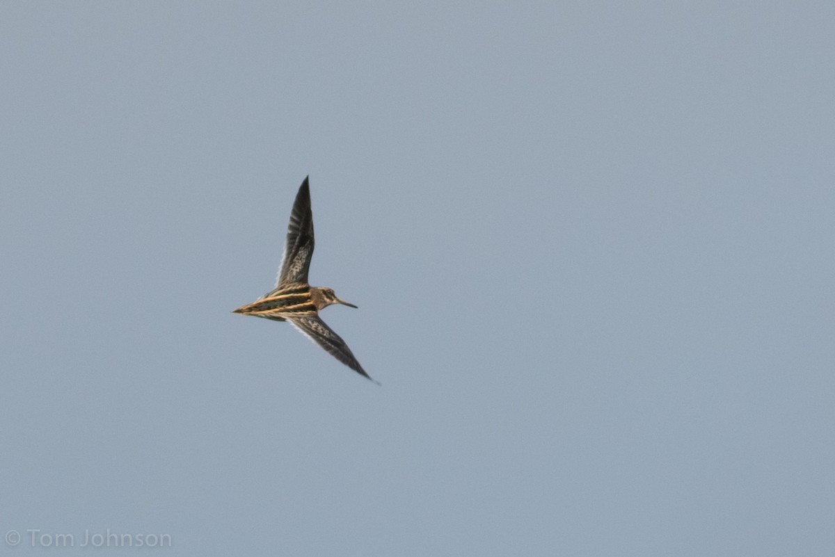 Jack Snipe - ML20162451