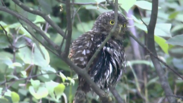 Collared Owlet - ML201624521