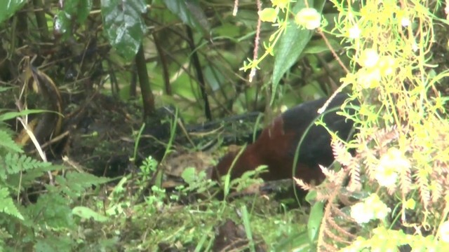 Forbes's Forest Rail - ML201624571
