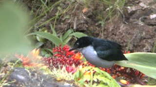  - Fan-tailed Berrypecker