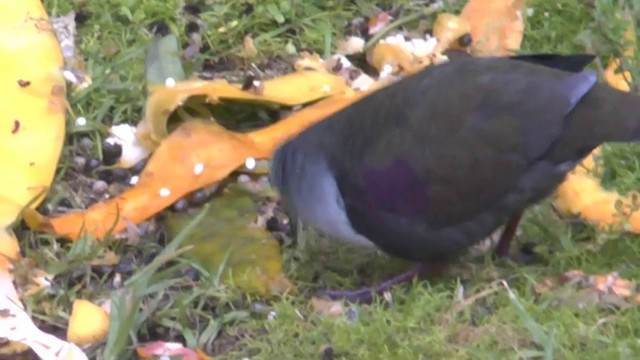 Bronze Ground Dove (Western) - ML201624661