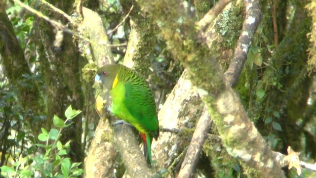 Brehm's Tiger-Parrot - ML201624681