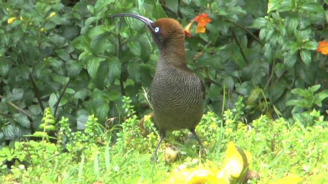 チャイロカマハシフウチョウ - ML201624701