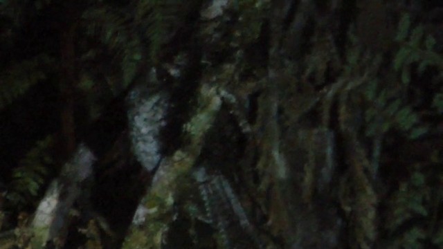 Горный совиный козодой - ML201624741