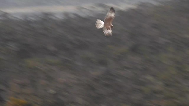 Papuan Harrier - ML201624781