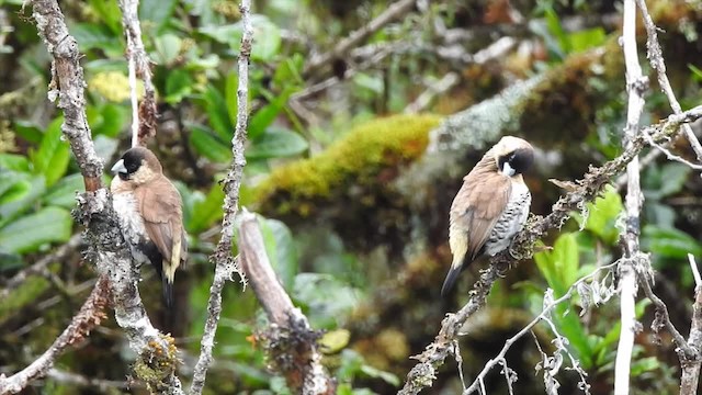 Snow Mountain Munia - ML201624811