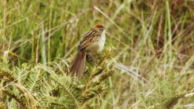 Papuan Grassbird (macrurus Group) - ML201624851