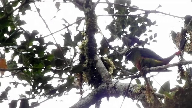 Plum-faced Lorikeet - ML201624891