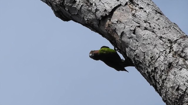 Double-eyed Fig-Parrot (Double-eyed) - ML201624951