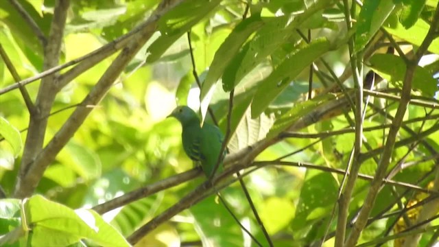 Dwarf Fruit-Dove - ML201624981