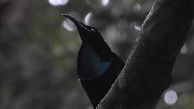 Magnificent Riflebird - ML201625041