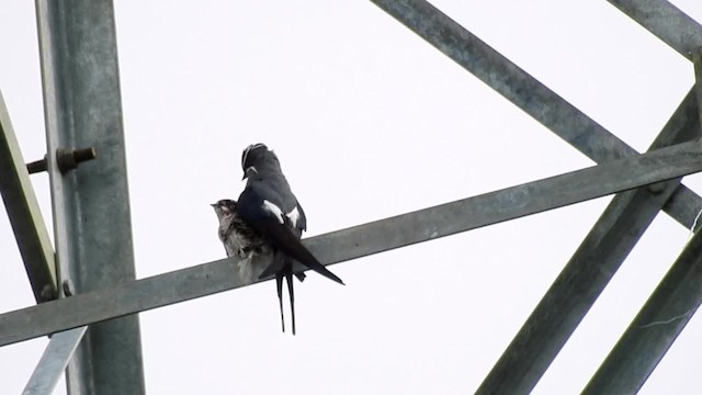 Vencejo Arborícola Bigotudo - ML201625071