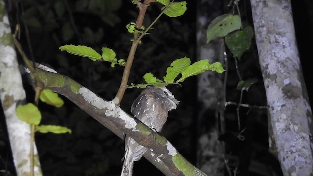 Yazılı Kocaağız [ocellatus grubu] - ML201625081