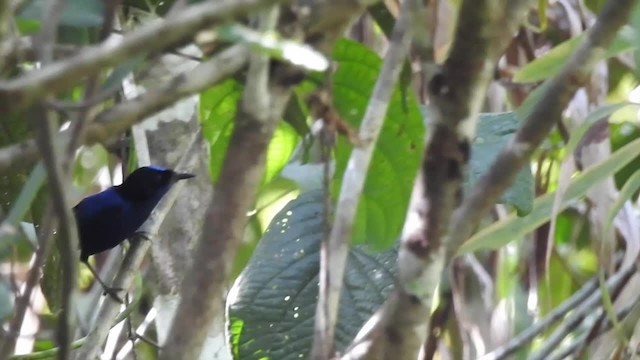 Emperor Fairywren - ML201625121