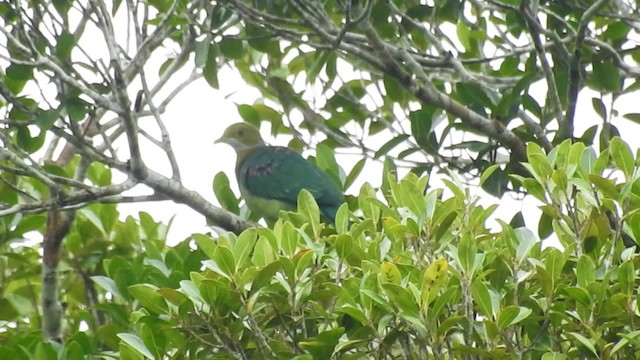 Pink-spotted Fruit-Dove - ML201625201