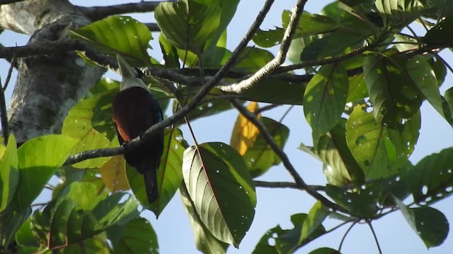 Rufous-bellied Kookaburra - ML201625211